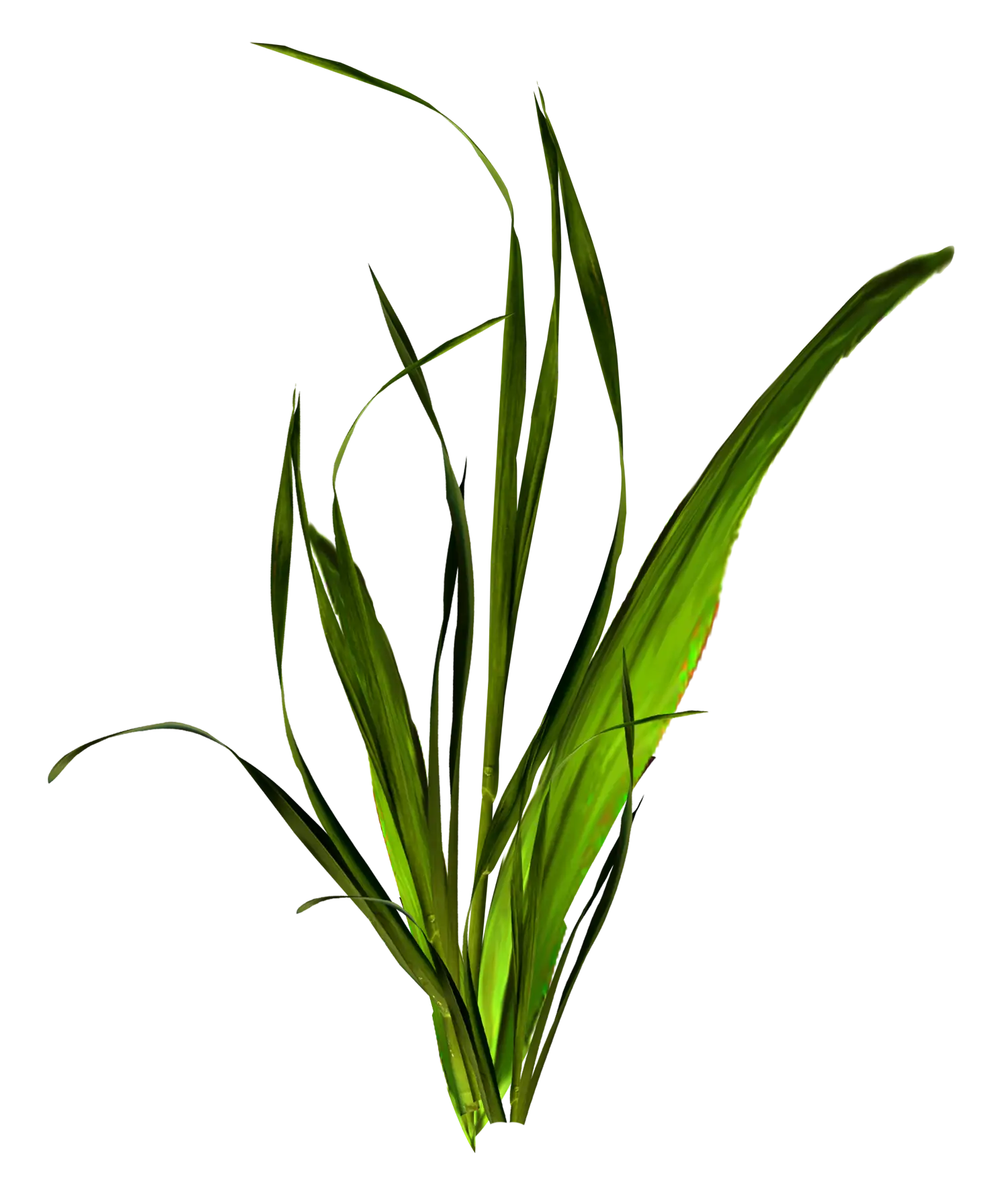 Tall Green Grass Plants for Outdoor Scenes