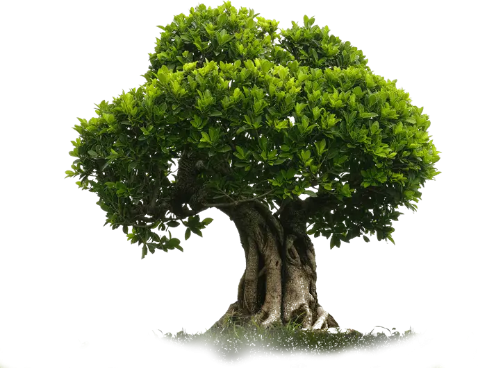 Lush Green Tree with Thick Canopy