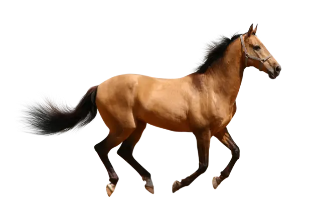 Graceful Brown Horse Running in Motion