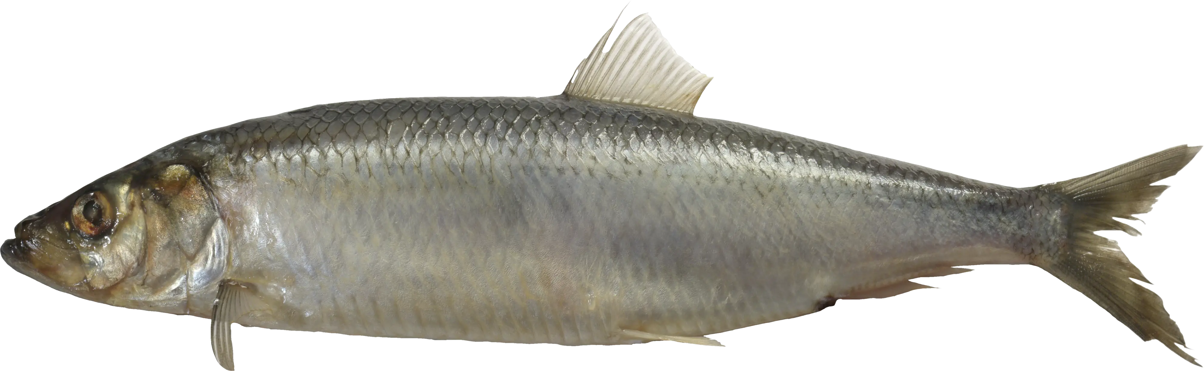 Herring Fish Full Body View