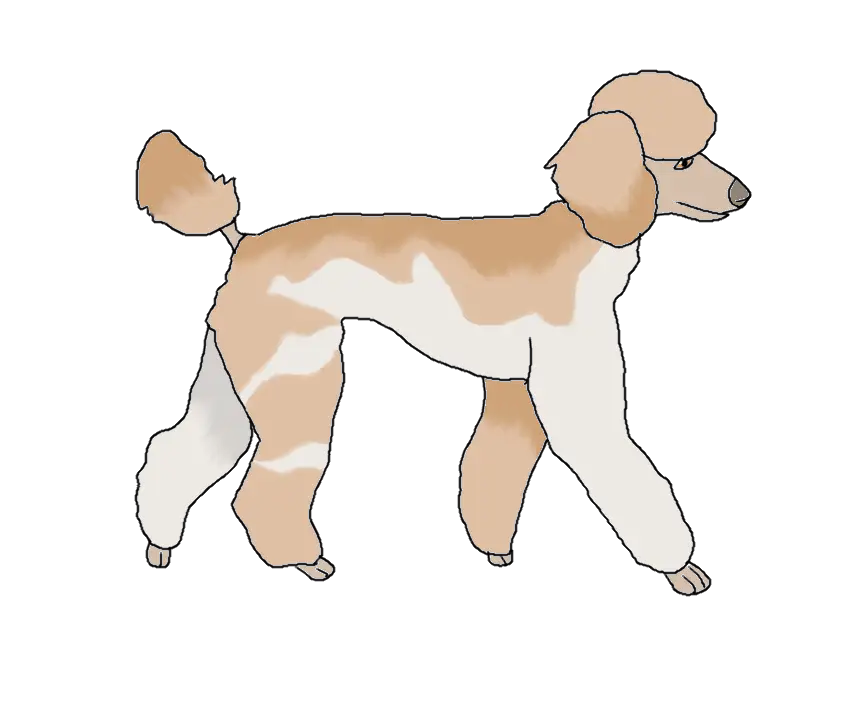 Poodle Dog Illustration in Sketch Style