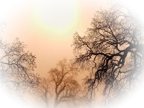 Bare Trees at Sunset
