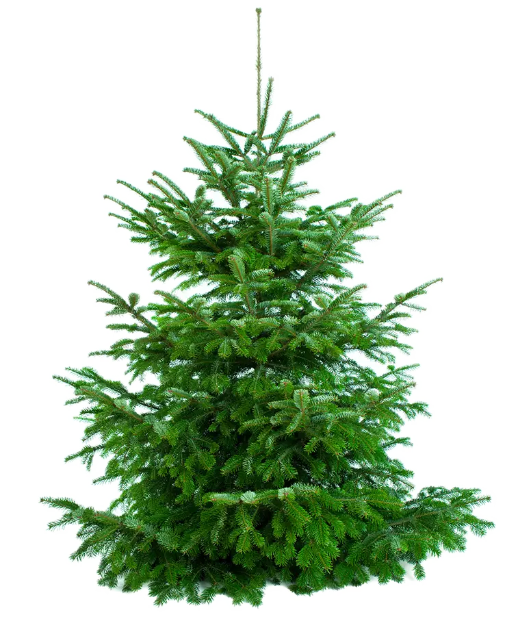 Green Christmas Pine Tree for Festive Cheer
