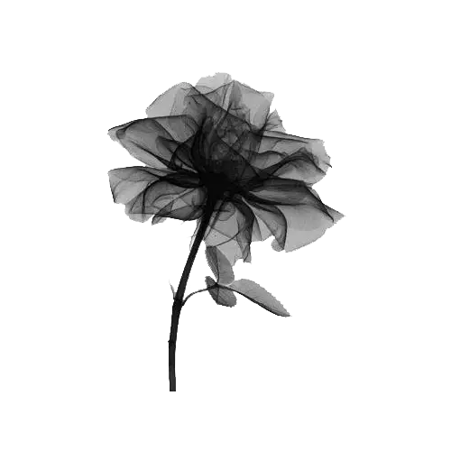 Black Flower Illustration