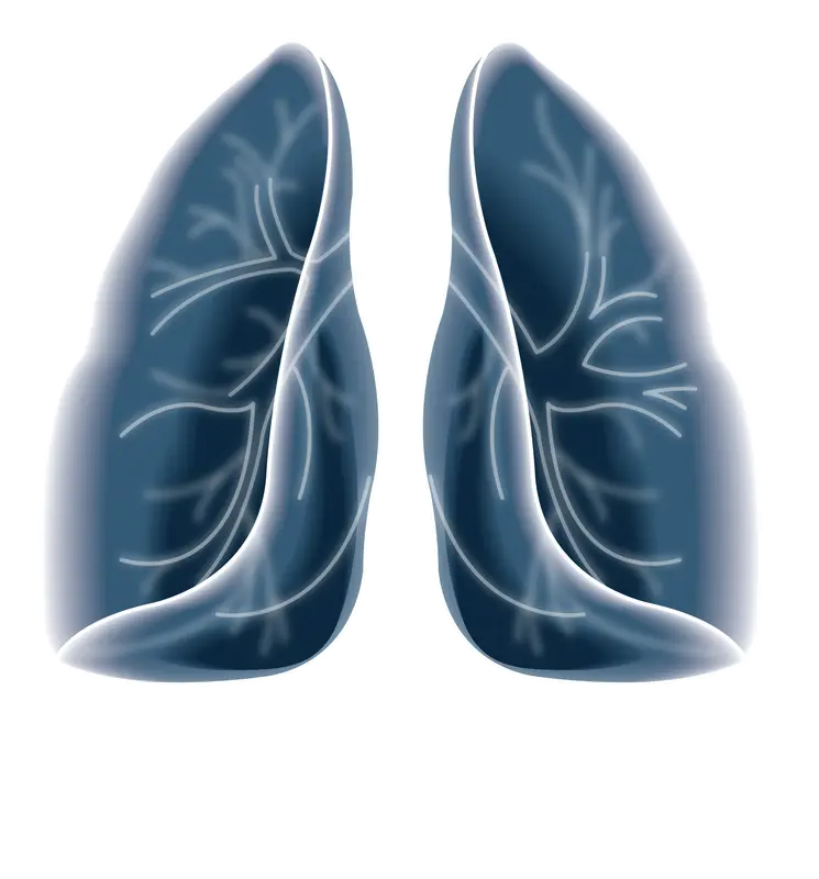 Human Lungs Medical Illustration