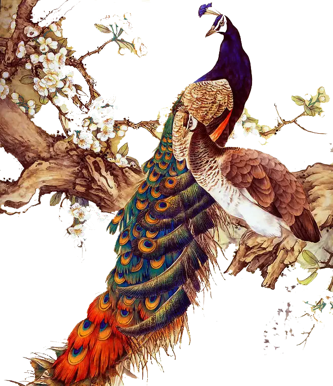 Colorful Peacock on a Tree Branch