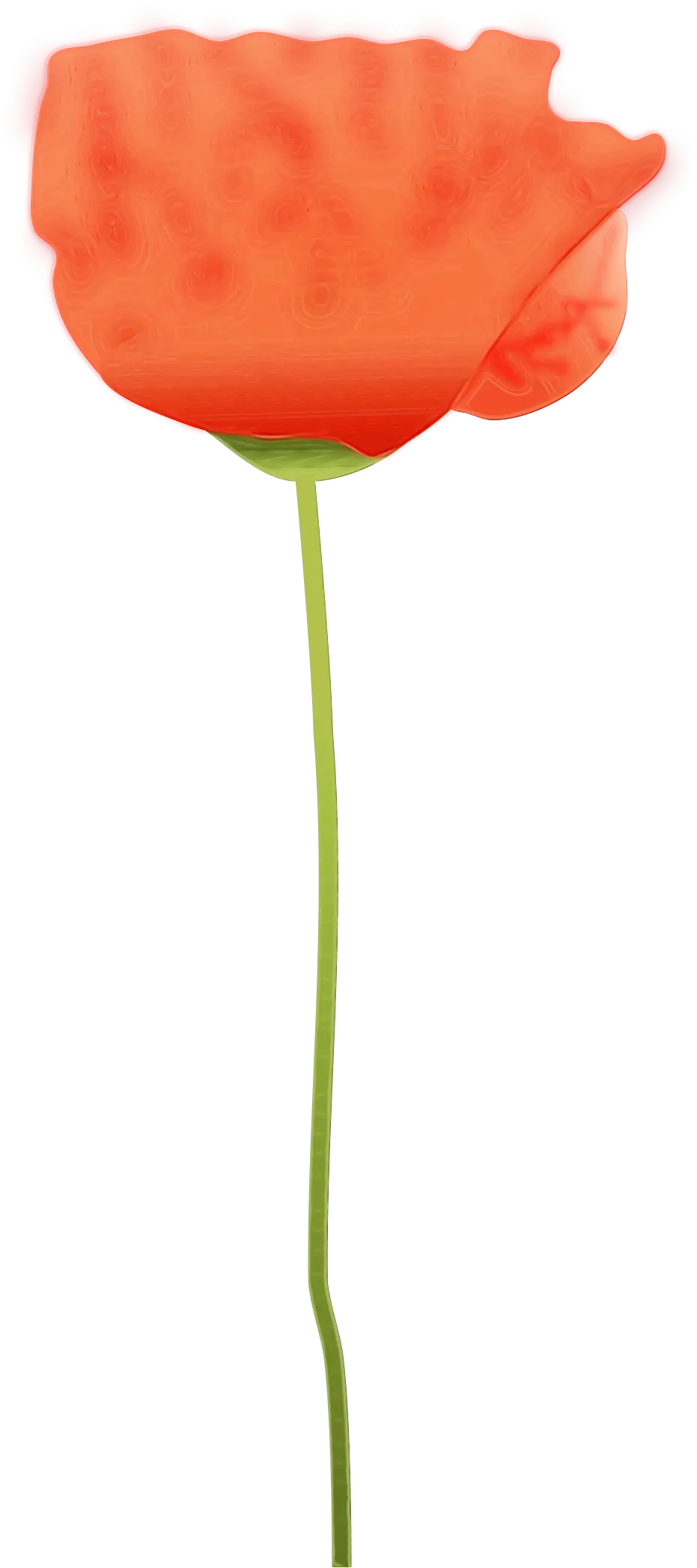 Red Poppy Flower Illustration