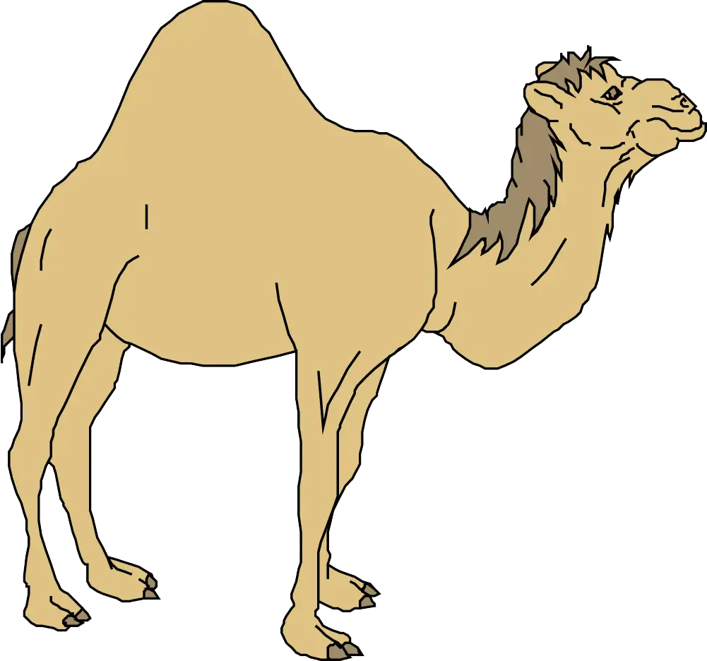 Camel in the Desert