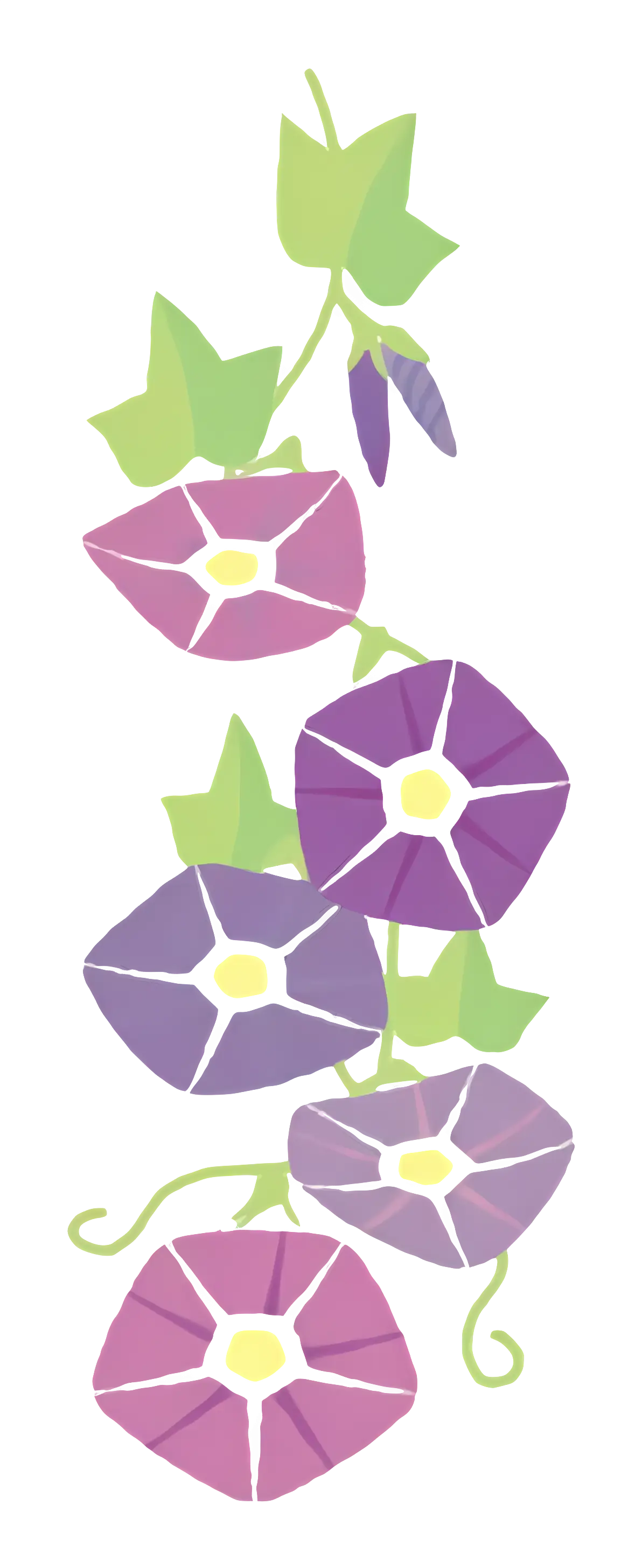 Purple and Pink Morning Glory Flowers Illustration