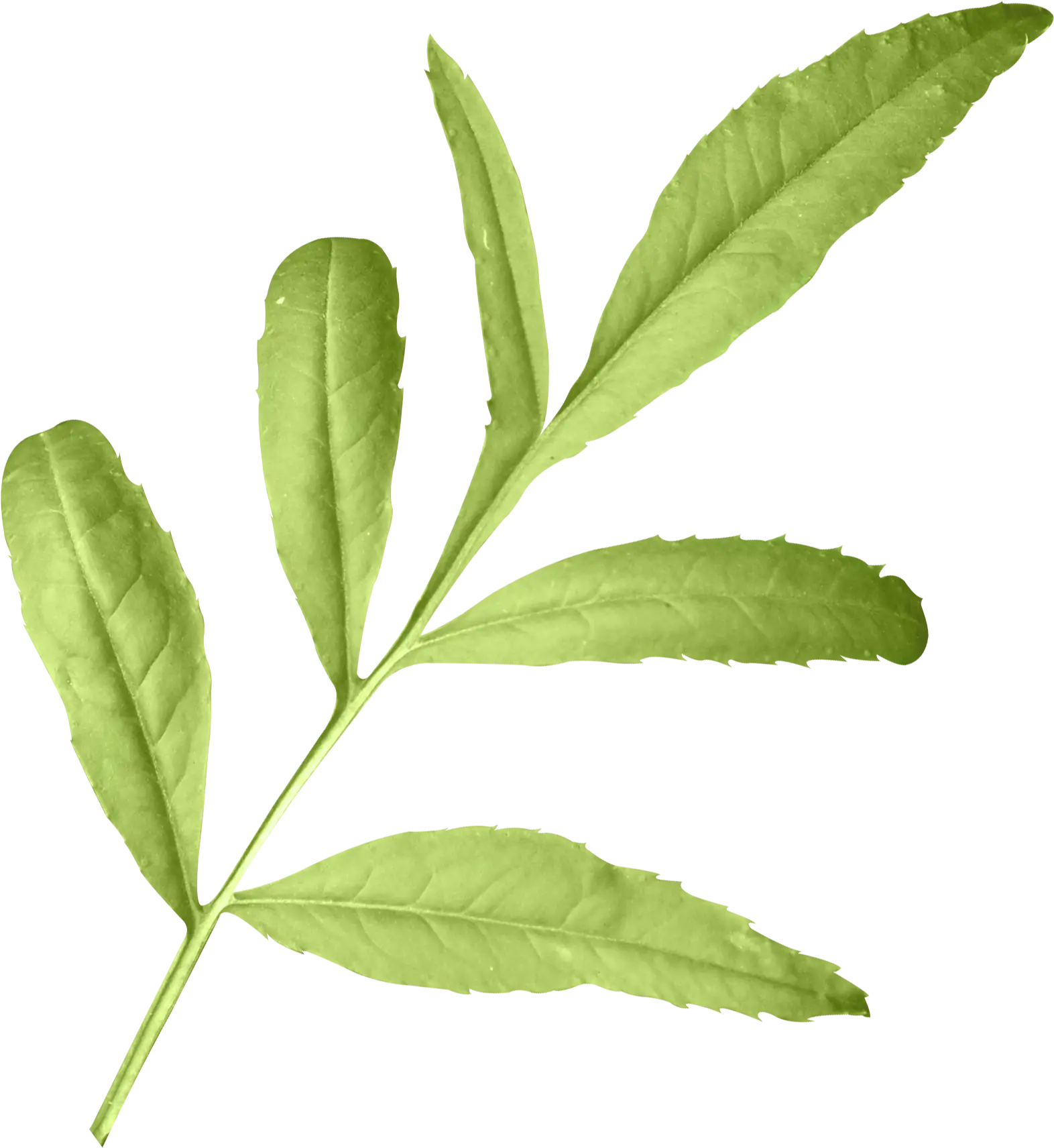 Green Botanical Leafy Branch