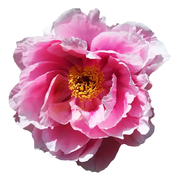 Delicate Pink Peony in Bloom