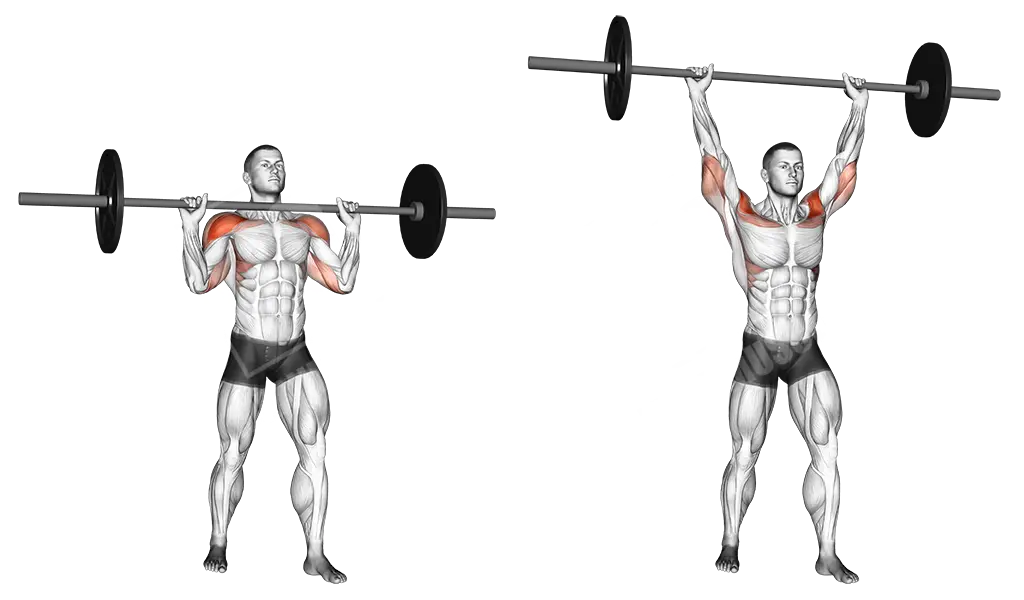 Barbell Weightlifting Exercise Illustration