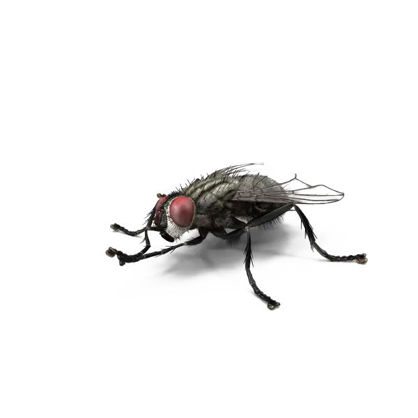 Realistic Housefly
