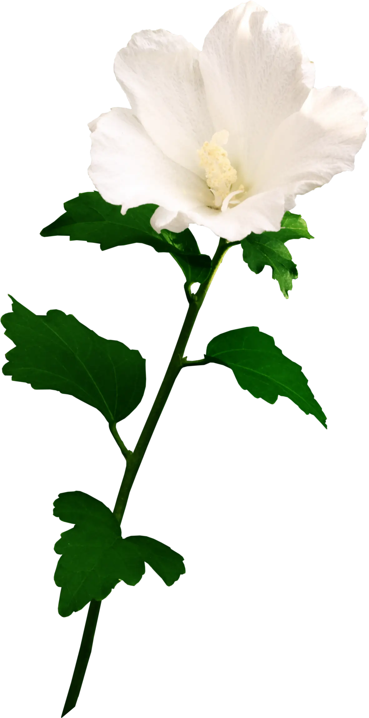 White Flower with Green Leaves