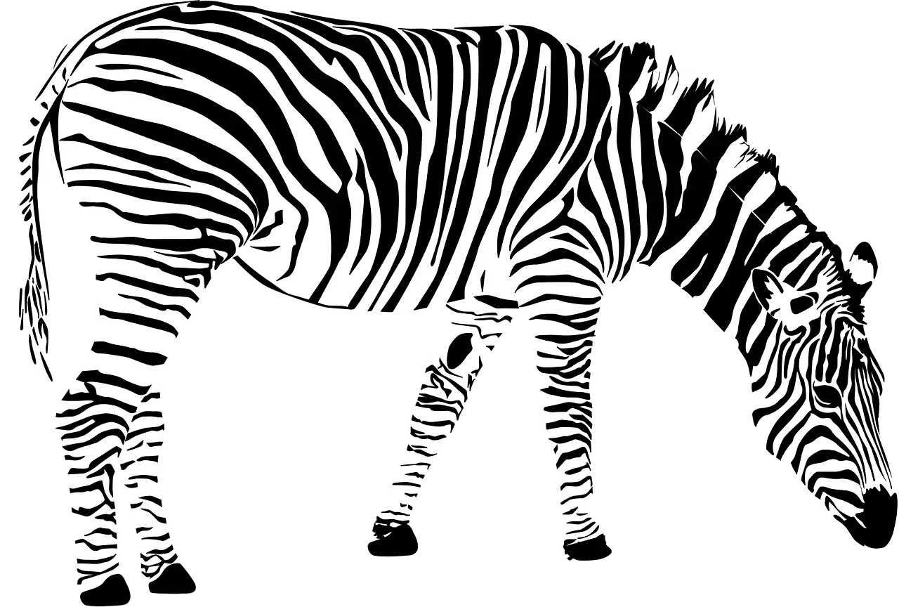 Zebra Grazing in Safari