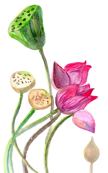 Watercolor Lotus Flowers