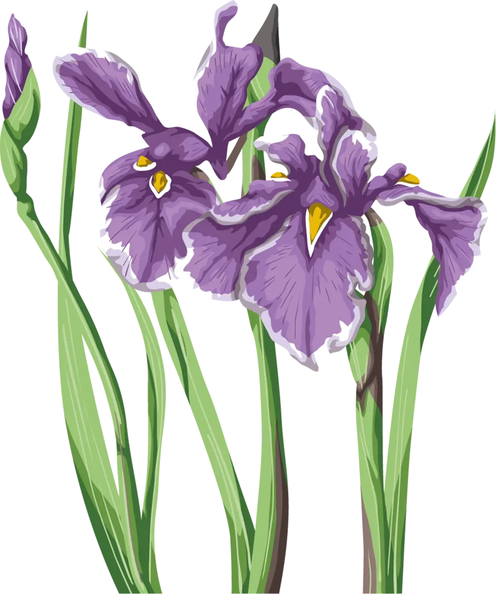 Purple Iris Flowers in Nature