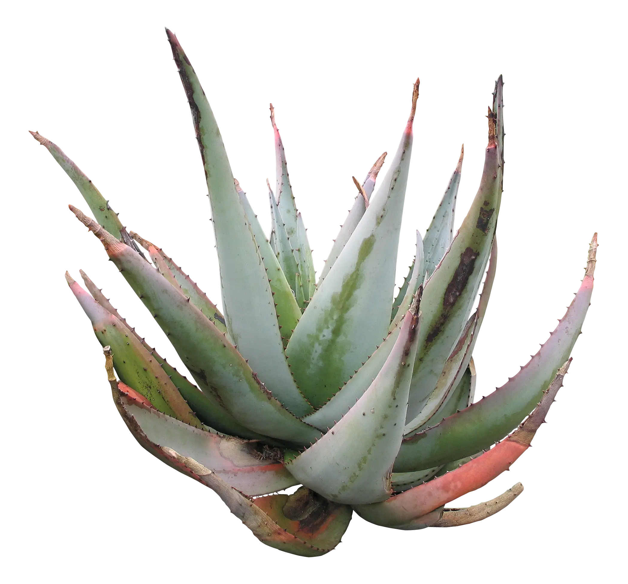 Aloe Vera Plant