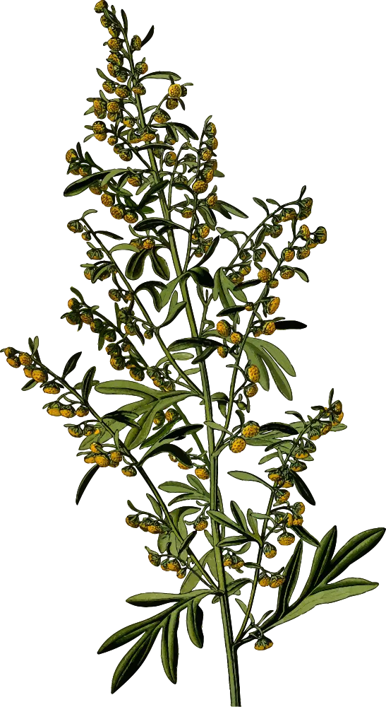 Green Herb Plant