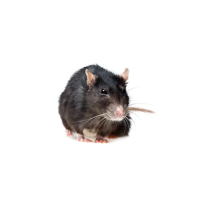 Black Rat Close-Up Illustration