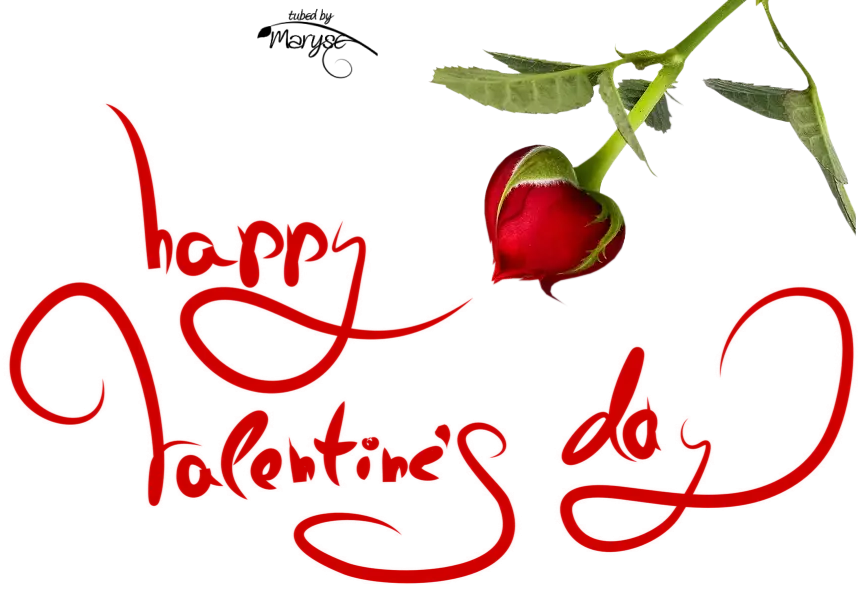 Happy Valentine&#039;s Day Text with Red Rose