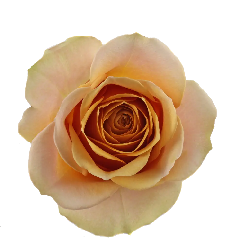 Yellow Rose with Natural Charm