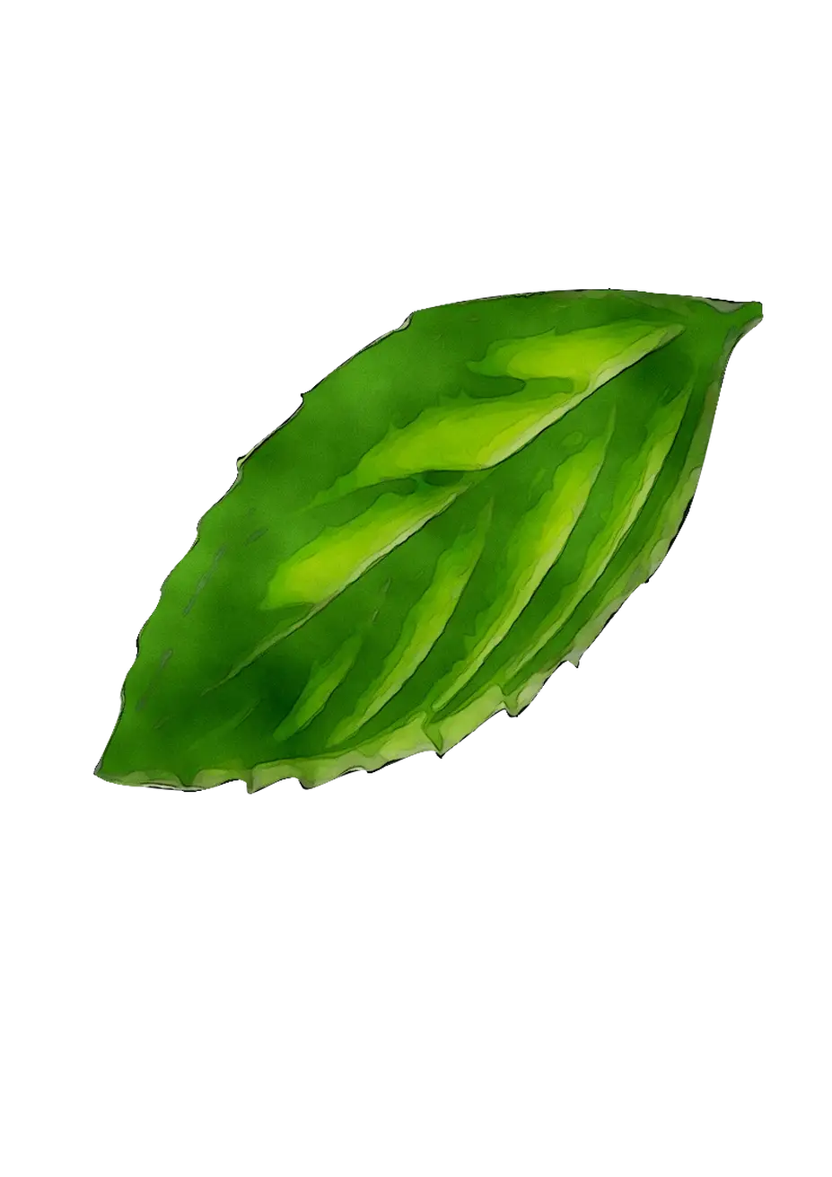 Green Basil Leaf Illustration