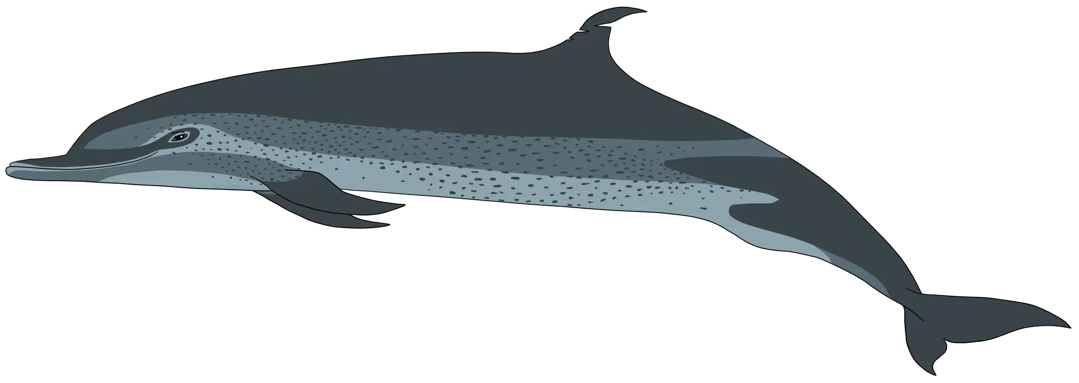 Blue Dolphin Illustration in Aquatic Style