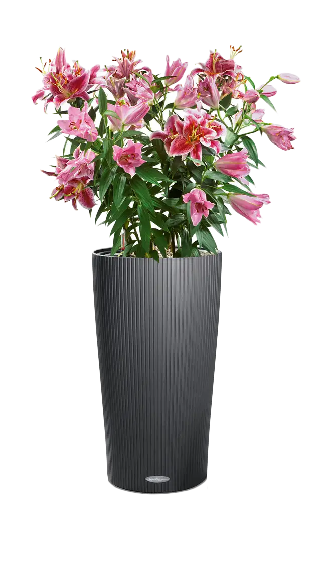 Beautiful Flower Vase