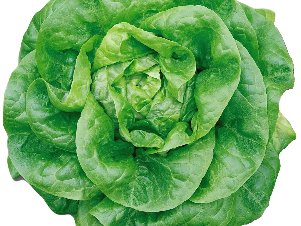 Green Lettuce Head for Salad Making