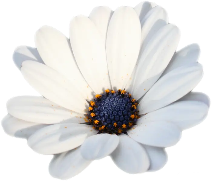 Simple White Daisy Flower Close-Up