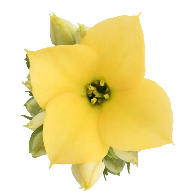 Bright Yellow Flower in Bloom