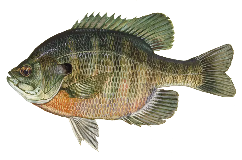 Bluegill Fish Illustration