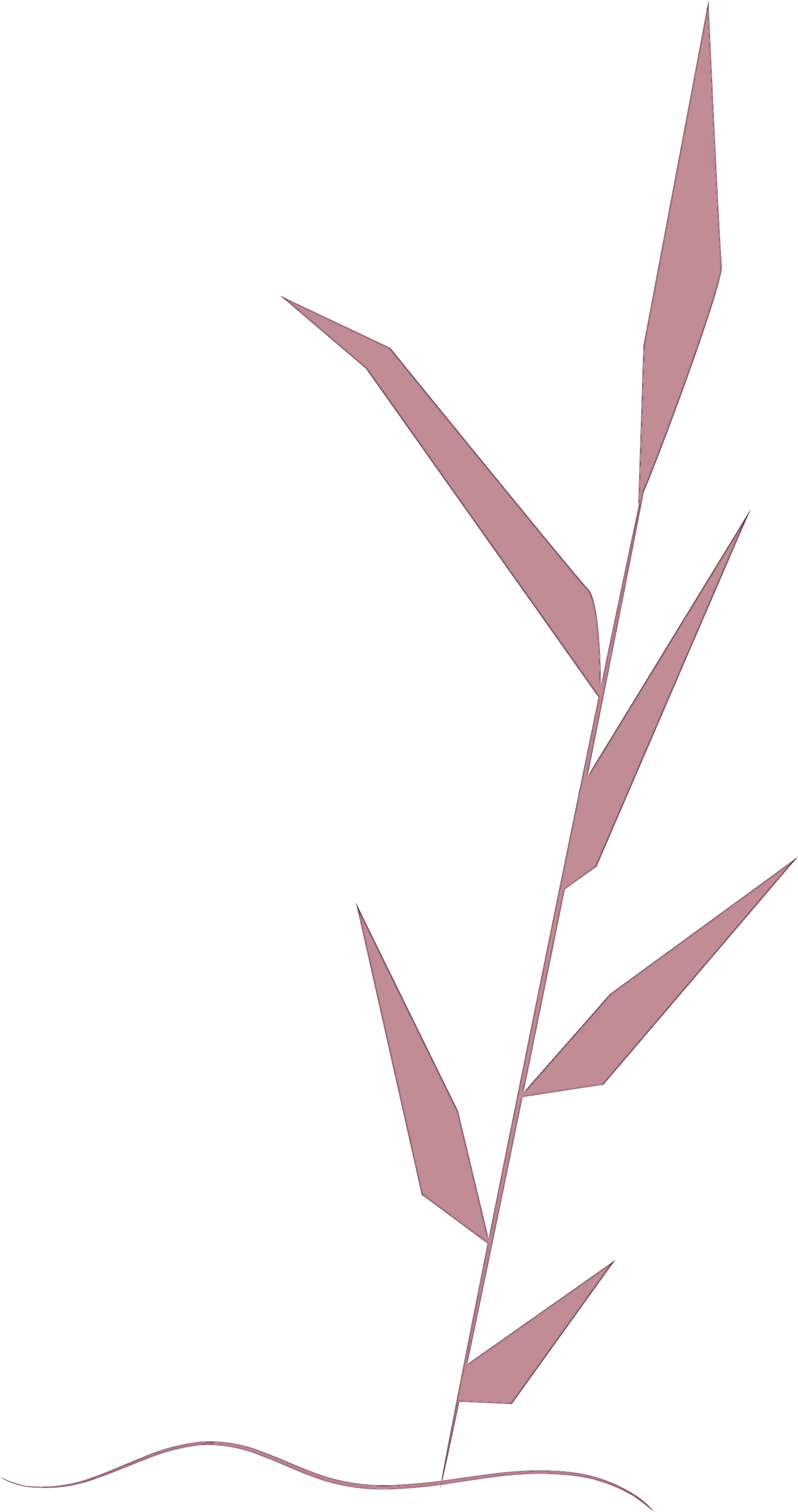 Minimalist Botanical Plant Illustration