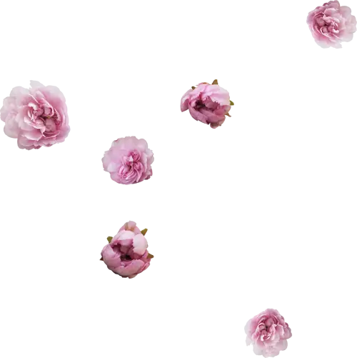 Pink Flowers Falling