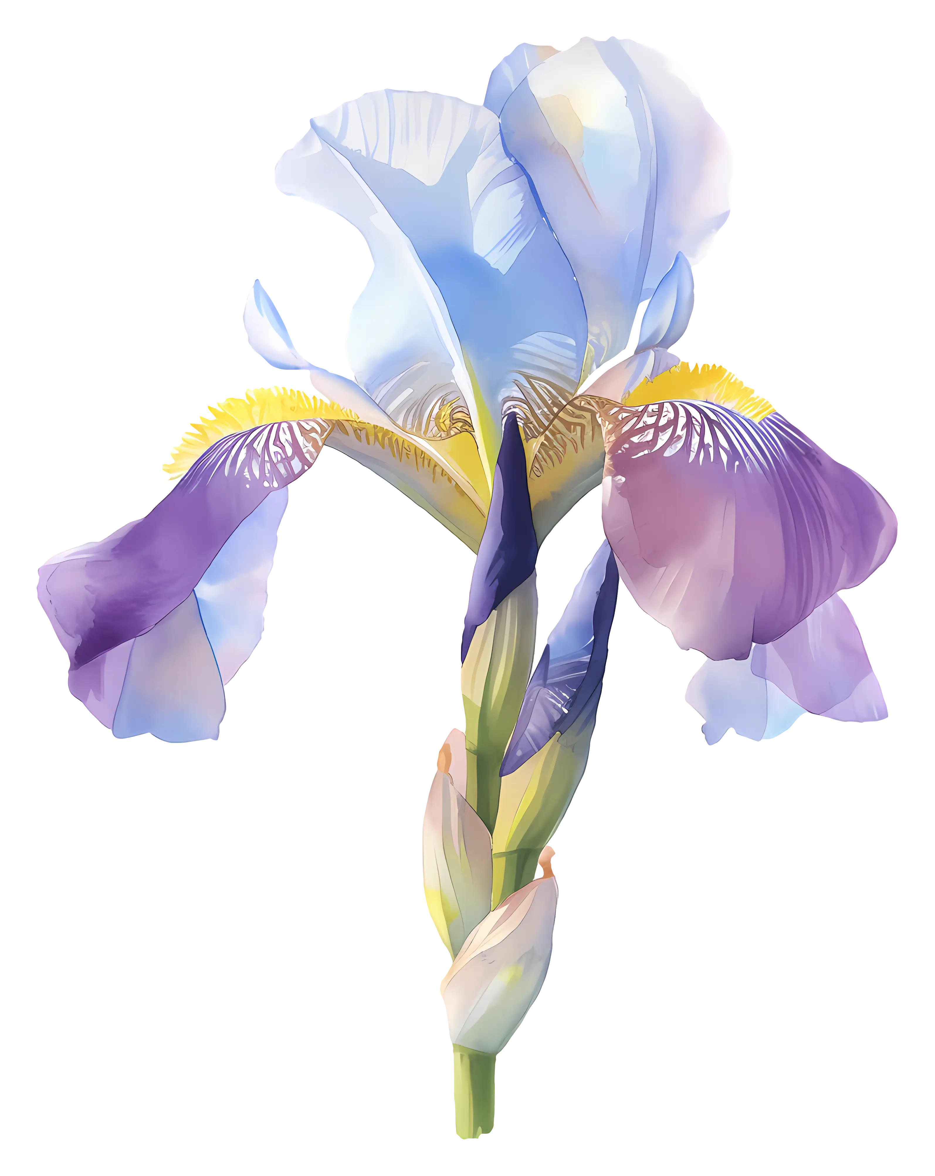 Beautiful Purple Iris Flower Illustration