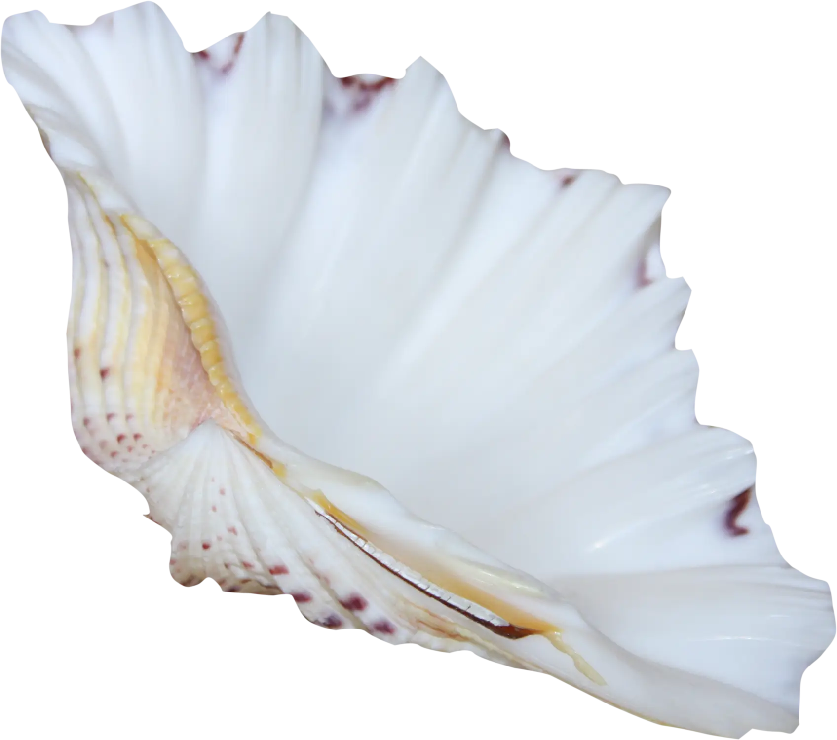 White Sea Shell