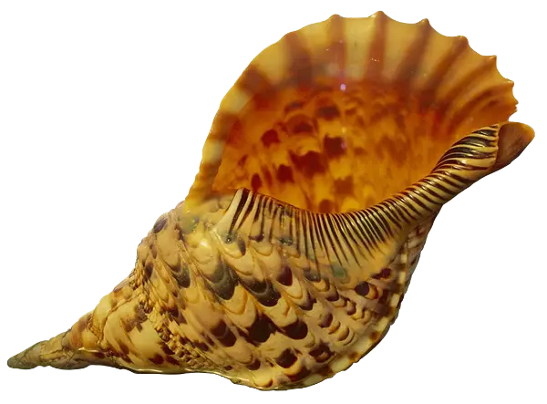 Illustrated Patterned Seashell