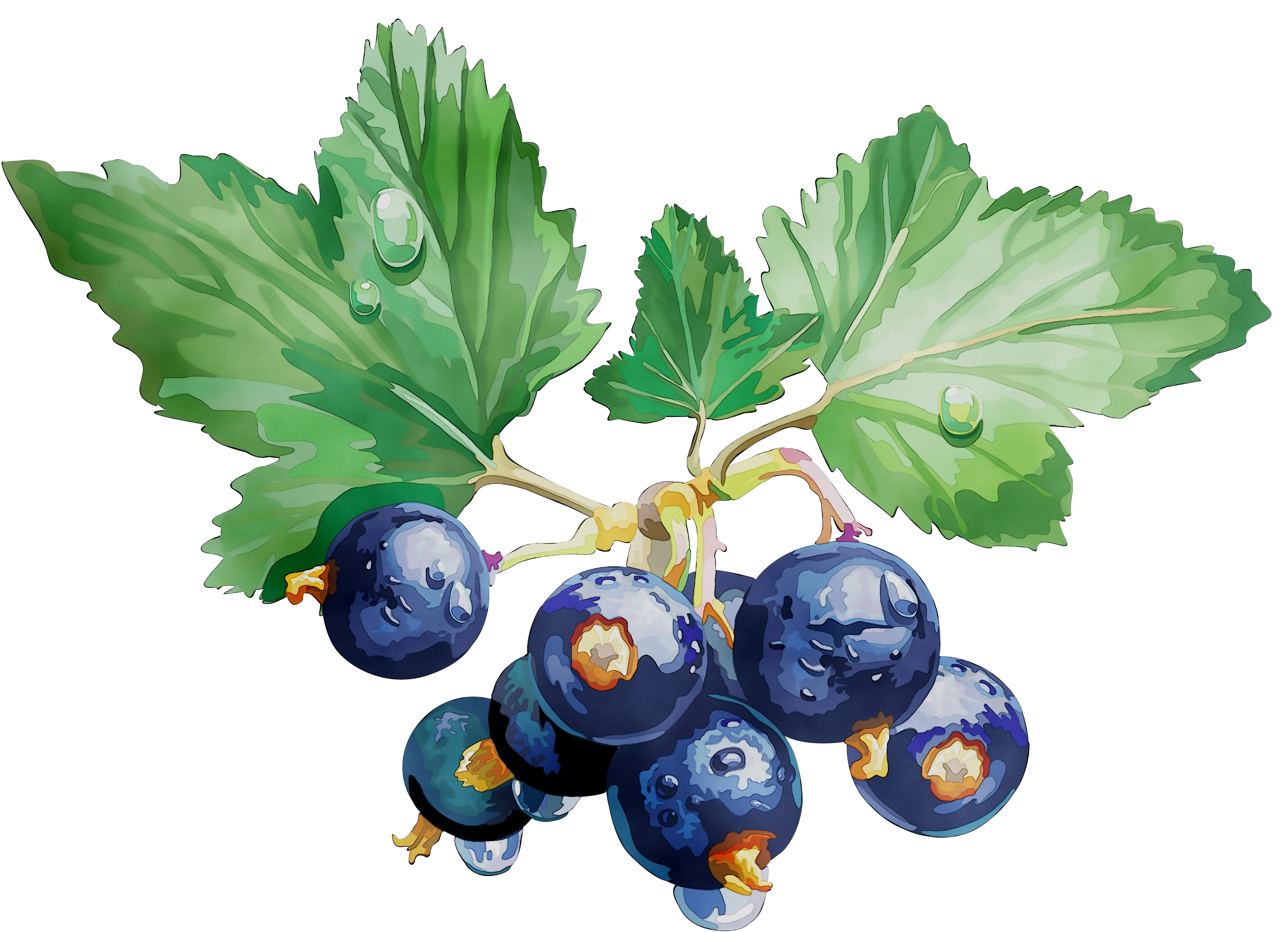 Black Currants and Green Leaves Illustration