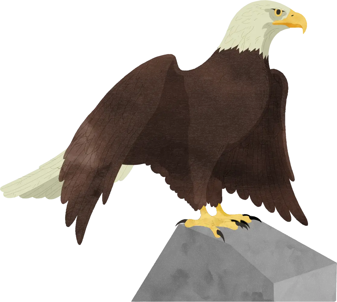 Brown Eagle Standing on Rock