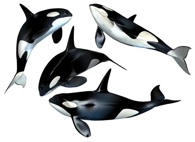 Orcas Swimming in Harmony Illustration