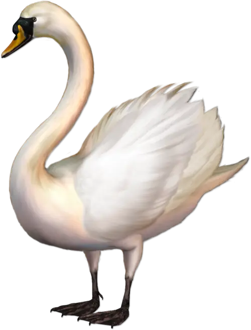 Elegant White Swan Illustration