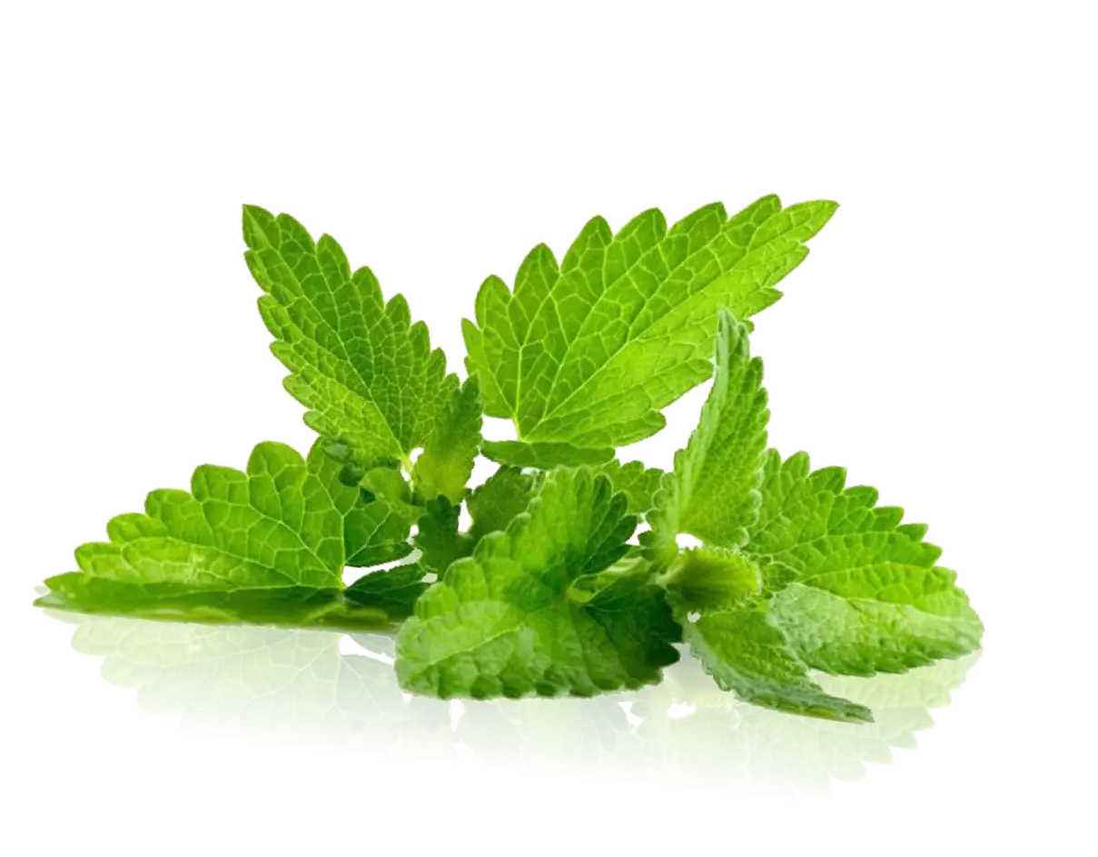 Fresh Green Mint Leaves