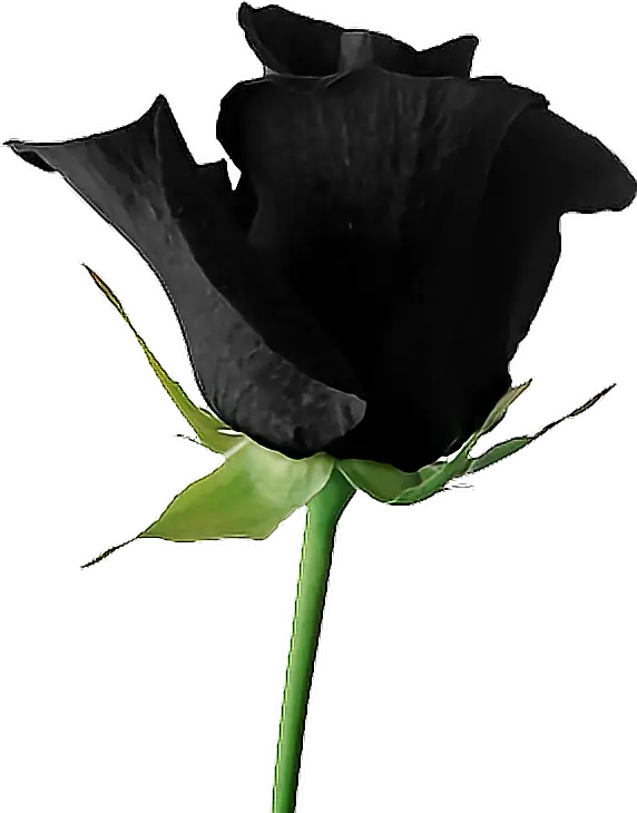 Unique Black Rose with Green Stem