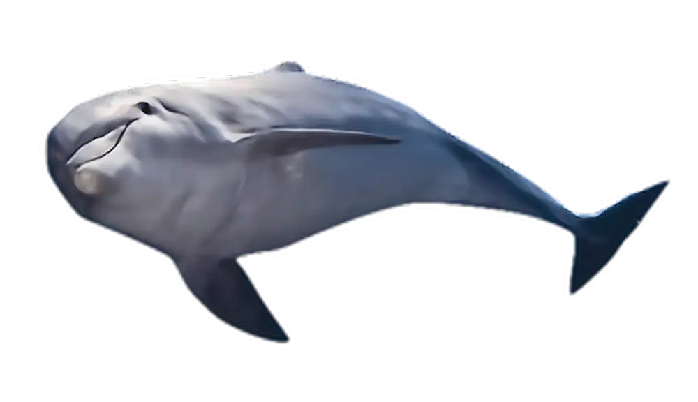 Grey Dolphin Swimming Illustration