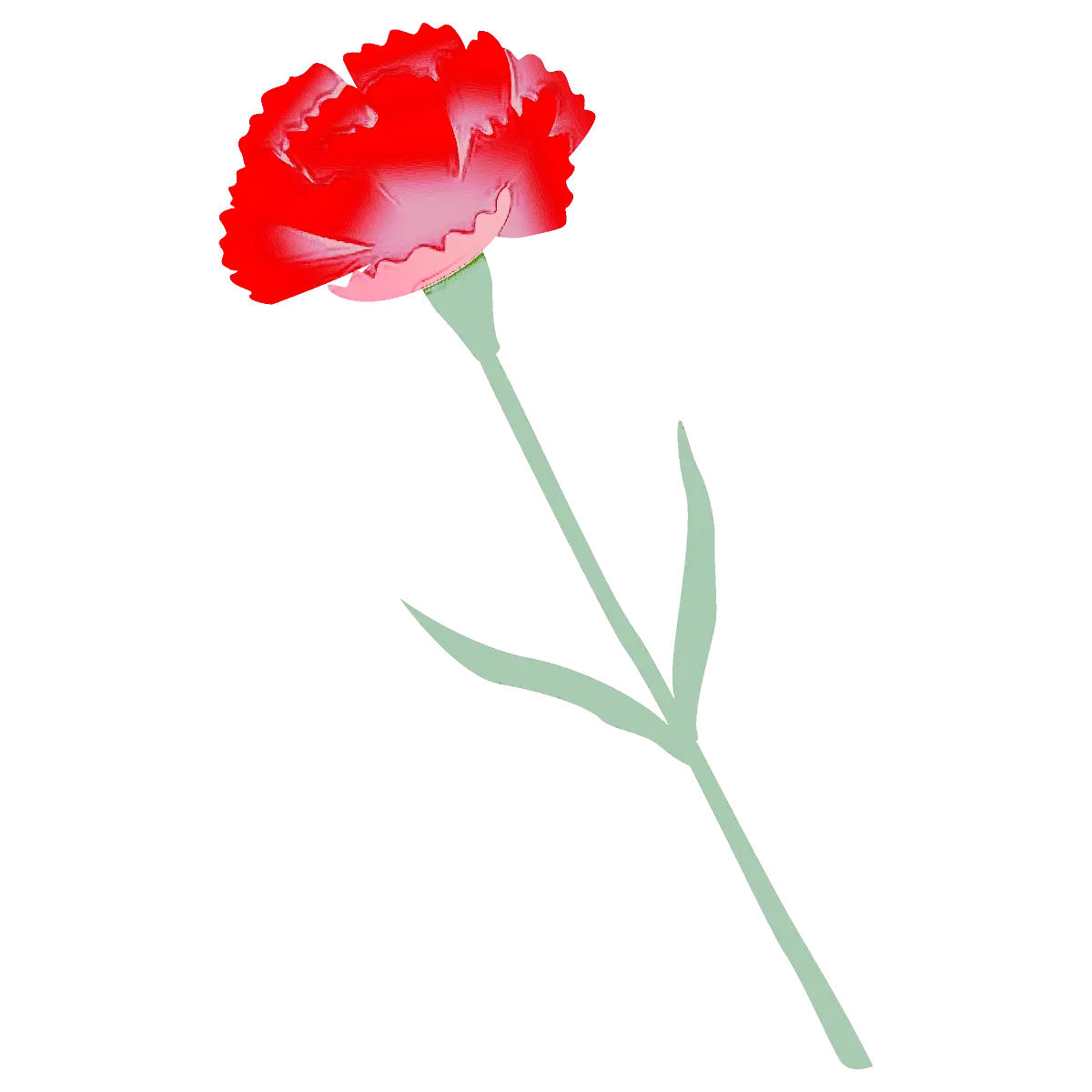 Red Carnation Flower Illustration