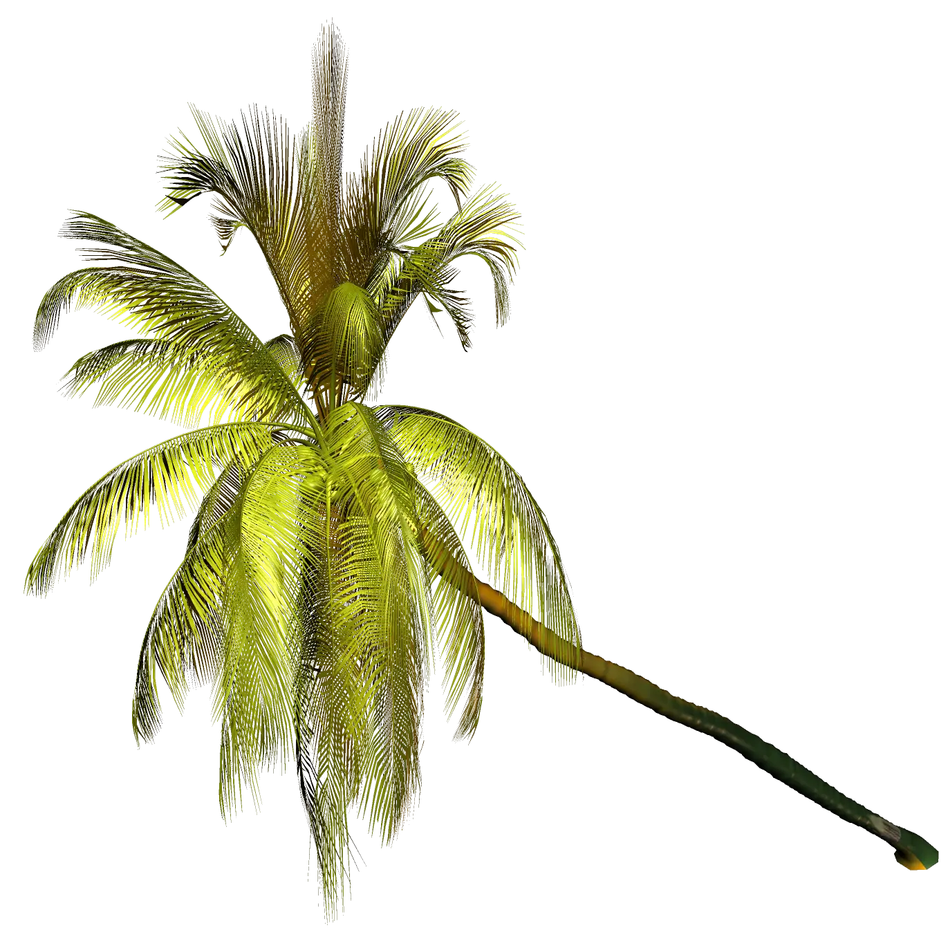 Green Palm Tree for Tropical Vibes