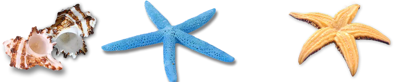 Colorful Starfish and Shells