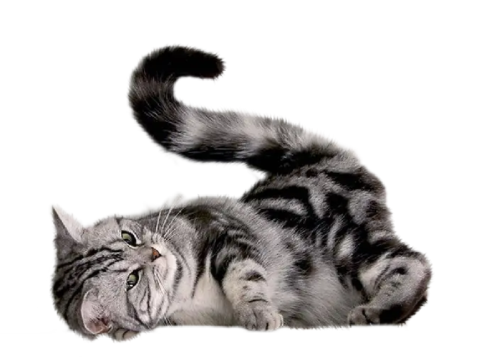 Playful Gray Tabby Cat Relaxing