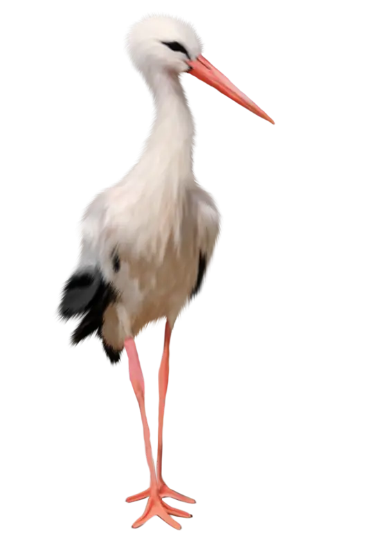 White Stork Standing